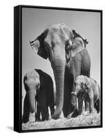 Butch, Baby Female Indian Elephant-Cornell Capa-Framed Stretched Canvas