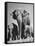 Butch, Baby Female Indian Elephant-Cornell Capa-Framed Stretched Canvas