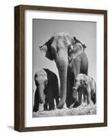 Butch, Baby Female Indian Elephant-Cornell Capa-Framed Photographic Print