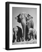 Butch, Baby Female Indian Elephant-Cornell Capa-Framed Photographic Print