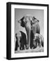 Butch, Baby Female Indian Elephant-Cornell Capa-Framed Photographic Print