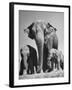 Butch, Baby Female Indian Elephant-Cornell Capa-Framed Photographic Print