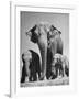 Butch, Baby Female Indian Elephant-Cornell Capa-Framed Photographic Print