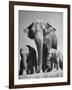 Butch, Baby Female Indian Elephant-Cornell Capa-Framed Photographic Print