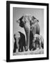 Butch, Baby Female Indian Elephant-Cornell Capa-Framed Photographic Print