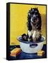 "Butch Gets a Bath," May 11, 1946-Albert Staehle-Framed Stretched Canvas