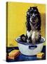 "Butch Gets a Bath," May 11, 1946-Albert Staehle-Stretched Canvas