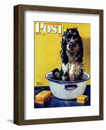 "Butch Gets a Bath," Saturday Evening Post Cover, May 11, 1946-Albert Staehle-Framed Premium Giclee Print