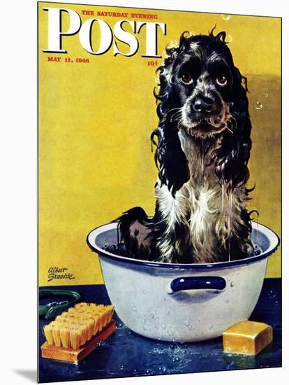 "Butch Gets a Bath," Saturday Evening Post Cover, May 11, 1946-Albert Staehle-Mounted Giclee Print