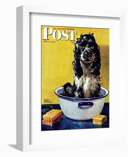 "Butch Gets a Bath," Saturday Evening Post Cover, May 11, 1946-Albert Staehle-Framed Giclee Print