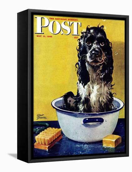 "Butch Gets a Bath," Saturday Evening Post Cover, May 11, 1946-Albert Staehle-Framed Stretched Canvas