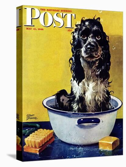 "Butch Gets a Bath," Saturday Evening Post Cover, May 11, 1946-Albert Staehle-Stretched Canvas