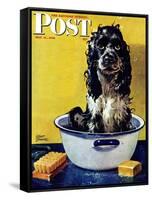 "Butch Gets a Bath," Saturday Evening Post Cover, May 11, 1946-Albert Staehle-Framed Stretched Canvas