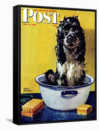 "Butch Gets a Bath," Saturday Evening Post Cover, May 11, 1946-Albert Staehle-Framed Stretched Canvas