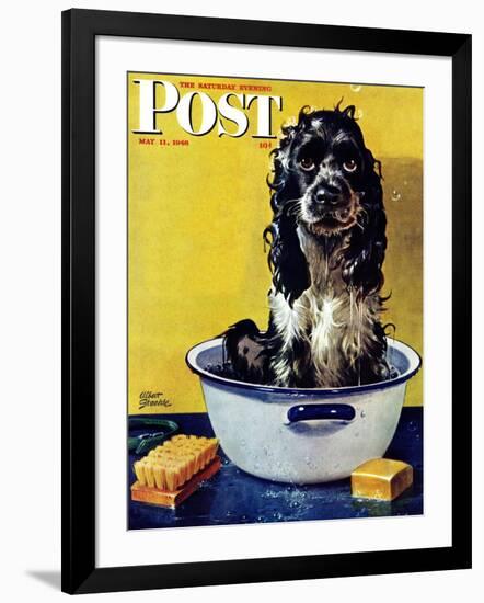 "Butch Gets a Bath," Saturday Evening Post Cover, May 11, 1946-Albert Staehle-Framed Giclee Print