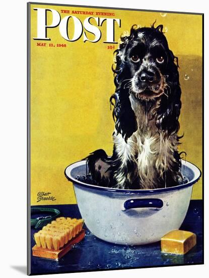 "Butch Gets a Bath," Saturday Evening Post Cover, May 11, 1946-Albert Staehle-Mounted Giclee Print