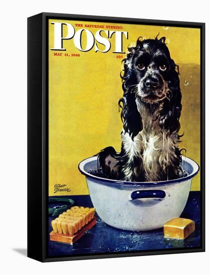 "Butch Gets a Bath," Saturday Evening Post Cover, May 11, 1946-Albert Staehle-Framed Stretched Canvas