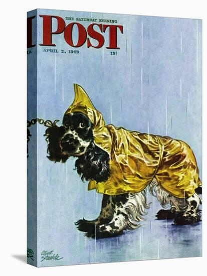 "Butch in Raingear," Saturday Evening Post Cover, April 2, 1949-Albert Staehle-Stretched Canvas