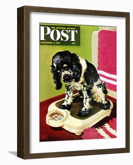 "Butch Weighs In," Saturday Evening Post Cover, September 1, 1945-Albert Staehle-Framed Giclee Print