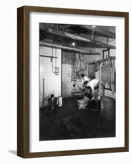 Butchery Factory, Rawmarsh, South Yorkshire, 1955-Michael Walters-Framed Photographic Print