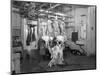 Butchery Factory, Rawmarsh, South Yorkshire, 1955-Michael Walters-Mounted Photographic Print