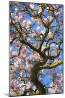 Bute Park, Cardiff, Wales, United Kingdom, Europe-Billy Stock-Mounted Photographic Print
