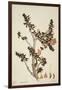 Butea Frondosa Roxb., 1800-10-null-Framed Giclee Print