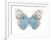 Buterfly with Indigo-Julia Bosco-Framed Art Print