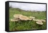 Butter Caps (Collybia Butyraceae) Growing in Grassland-Nick Upton-Framed Stretched Canvas