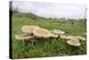 Butter Caps (Collybia Butyraceae) Growing in Grassland-Nick Upton-Stretched Canvas