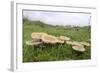 Butter Caps (Collybia Butyraceae) Growing in Grassland-Nick Upton-Framed Photographic Print