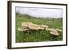 Butter Caps (Collybia Butyraceae) Growing in Grassland-Nick Upton-Framed Photographic Print