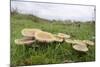 Butter Caps (Collybia Butyraceae) Growing in Grassland-Nick Upton-Mounted Photographic Print