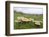 Butter Caps (Collybia Butyraceae) Growing in Grassland-Nick Upton-Framed Photographic Print