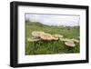Butter Caps (Collybia Butyraceae) Growing in Grassland-Nick Upton-Framed Photographic Print