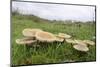 Butter Caps (Collybia Butyraceae) Growing in Grassland-Nick Upton-Mounted Photographic Print