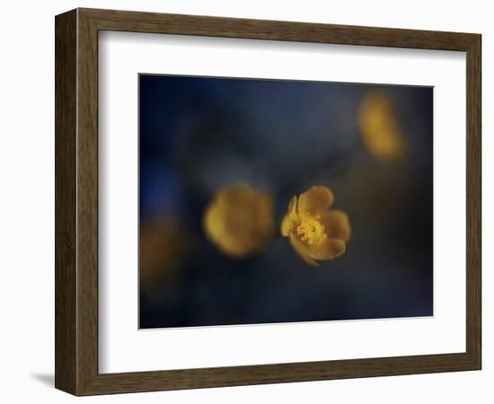 Butter Cup-Heidi Westum-Framed Photographic Print