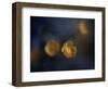 Butter Cup-Heidi Westum-Framed Photographic Print