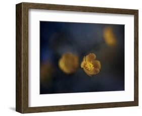 Butter Cup-Heidi Westum-Framed Photographic Print