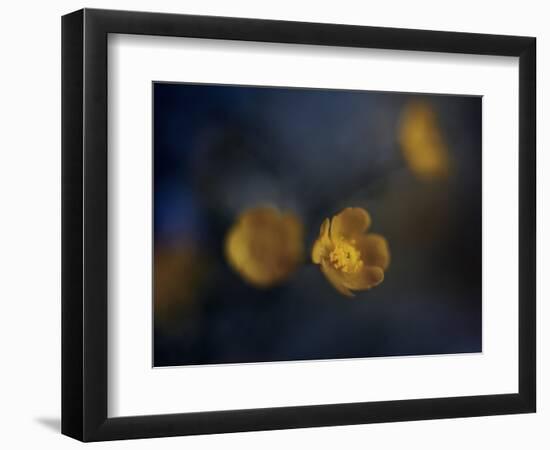 Butter Cup-Heidi Westum-Framed Photographic Print