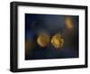 Butter Cup-Heidi Westum-Framed Photographic Print