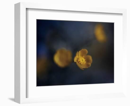 Butter Cup-Heidi Westum-Framed Photographic Print