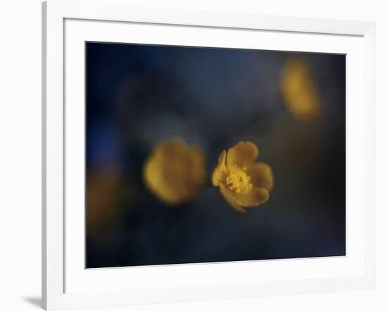 Butter Cup-Heidi Westum-Framed Photographic Print