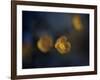 Butter Cup-Heidi Westum-Framed Photographic Print