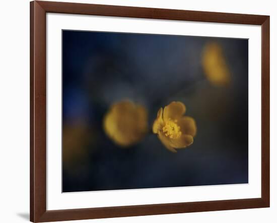 Butter Cup-Heidi Westum-Framed Photographic Print