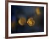 Butter Cup-Heidi Westum-Framed Photographic Print