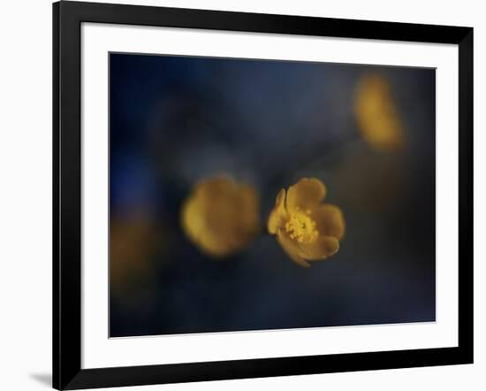 Butter Cup-Heidi Westum-Framed Photographic Print