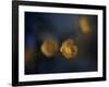 Butter Cup-Heidi Westum-Framed Photographic Print