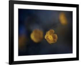 Butter Cup-Heidi Westum-Framed Photographic Print