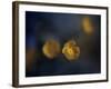 Butter Cup-Heidi Westum-Framed Photographic Print